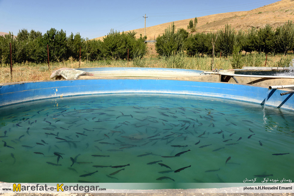 پرورش ماهی سقز